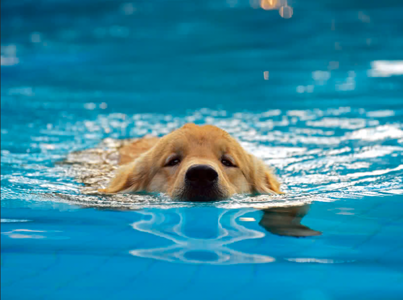 Dog swimming